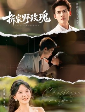 拆家野玫瑰全集